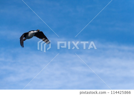 Close-up of a flying Antarctic Shag 114425866