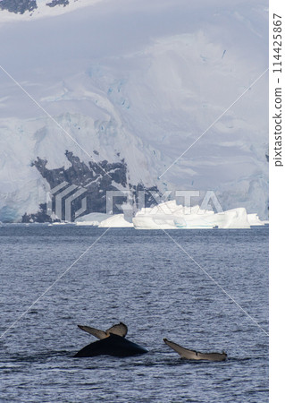 Tail of a humpback whale in the Antarctic 114425867
