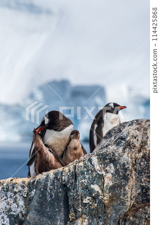Gentoo Penguin Colony at Sierra Cove 114425868