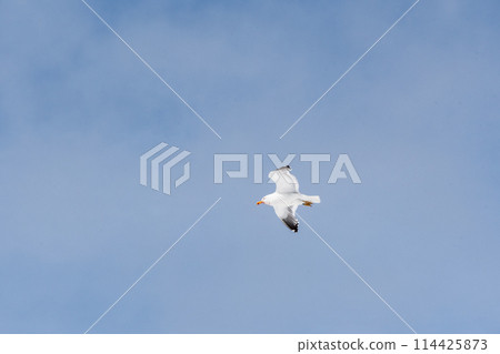 Close-up of a flying kelp gull 114425873