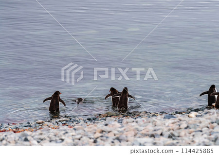 Gentoo Penguin colony on Cuverville island 114425885