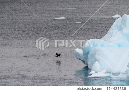 Antarctic Shags near Fish Islands Antarctic Shags near Fish Islands 114425886