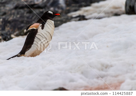 Gentoo Penguin colony on Cuverville island 114425887