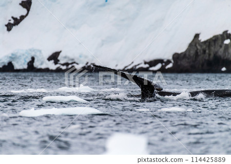 Tail of a humpback whale in the Antarctic Tail of a humpback whale in the Antarctic 114425889