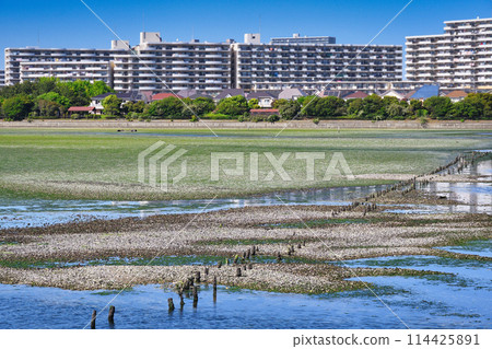 Yatsu tidal flat (Narashino City, Chiba Prefecture) 114425891