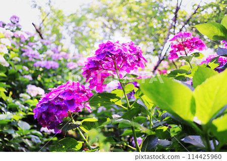 Hydrangea blooming in the clear of the rainy season 114425960