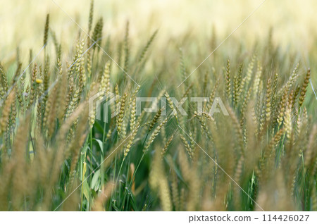 Ears of wheat (May) 114426027
