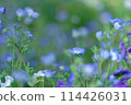 Nemophila (May) 114426031