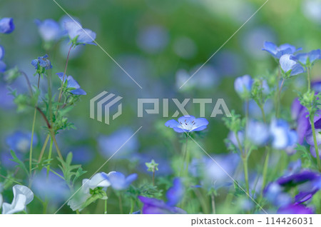 Nemophila (May) Nemophila (May) 114426031