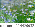 Nemophila (May) 114426032