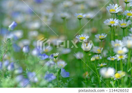 粉蝶花(五月) 粉蝶花(五月) 114426032