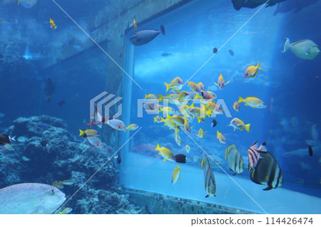 熱帶魚在水族箱裡游泳 114426474