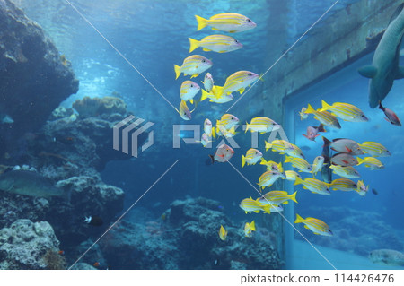 藍色的海與魚 美麗海水族 沖繩旅遊形象 114426476