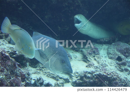 美麗海水族館海洋生物 鳳頭肋魚 Utsubo 沖繩 Image 114426479