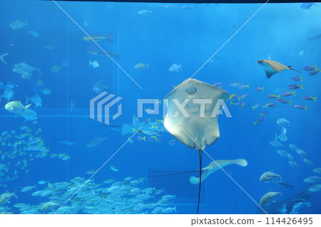 沖繩美麗海水族館正面傳來魟魚的問候 114426495