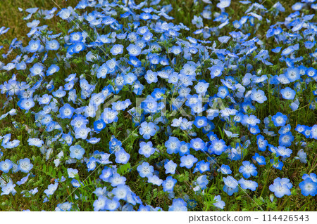 Nemophila 季節 Nemophila 季節 114426543
