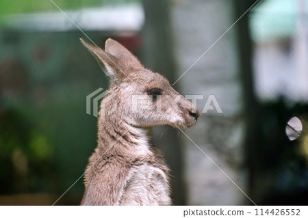 巨型袋鼠（札幌圓山動物園） 114426552