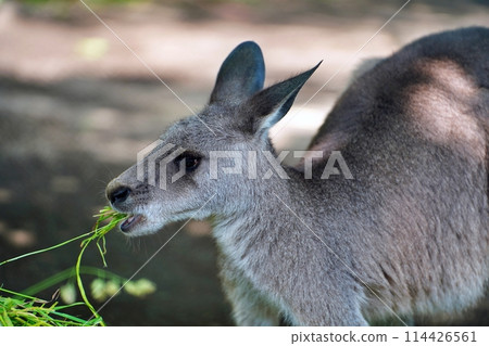 Eastern grey kangaroo (Maruyama Zoo, Sapporo) Eastern grey kangaroo (Maruyama Zoo, Sapporo) 114426561