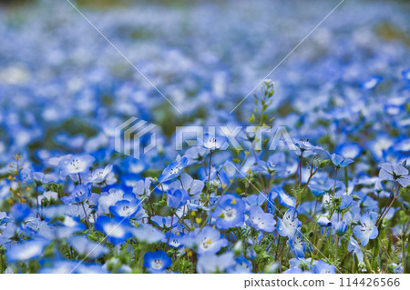 Nemophila 季節 114426566