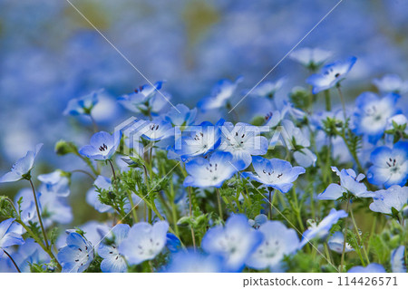 Nemophila 季節 Nemophila 季節 114426571