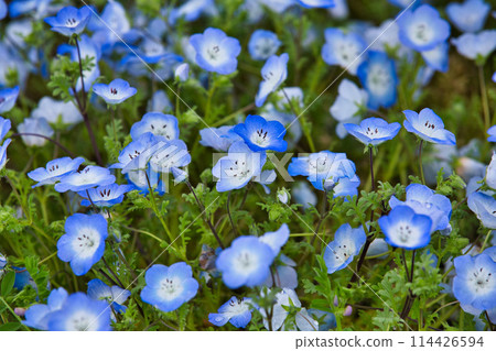 Nemophila season Nemophila season 114426594