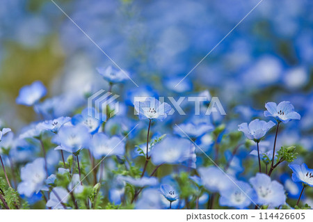 Nemophila 季節 Nemophila 季節 114426605