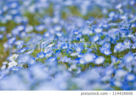 Nemophila 季節 Nemophila 季節 114426606
