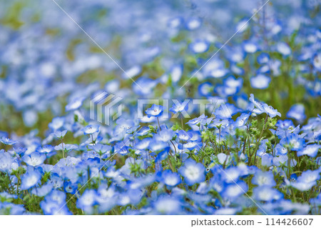 Nemophila 季節 Nemophila 季節 114426607