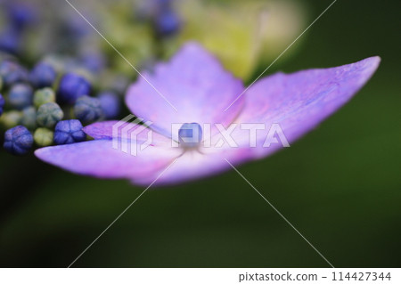 Beautiful blue moth hydrangea 114427344