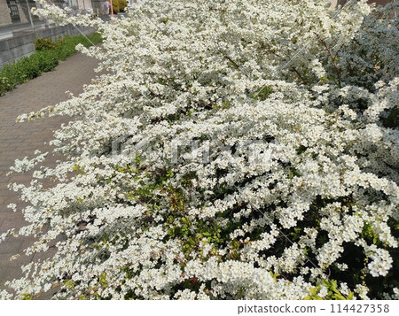 花 花 114427358