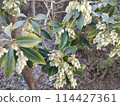 Flowers 114427361