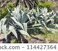 Aloe 114427364