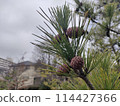 Young fruit of pine 114427366