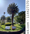 Park with palm trees 114427370