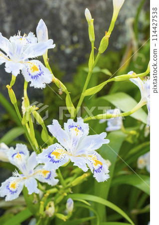 鞍馬寺翠綠的土地上盛開的沙迦 鞍馬寺翠綠的土地上盛開的沙迦 114427538