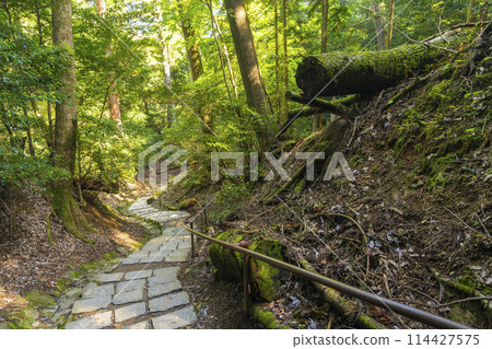 Kurama Temple: The steep mountain path leading to the inner shrine Kurama Temple: The steep mountain path leading to the inner shrine 114427575