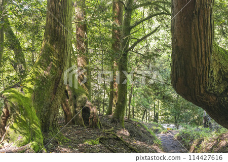 奧之院參道鞍馬貴船路線 奧之院參道鞍馬貴船路線 114427616