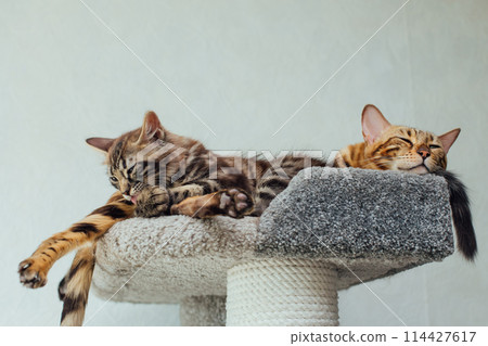 Two young cute bengal cats laying on a soft cat's shelf of a cat's house. 114427617