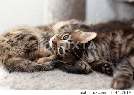 Cute bengal kitten laying on a soft cat's shelf of a cat's house. 114427619