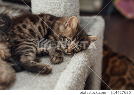 Cute bengal kitten laying on a soft cat's shelf of a cat's house. 114427620