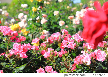 東京都足立區青瓦原公園葵 114427654