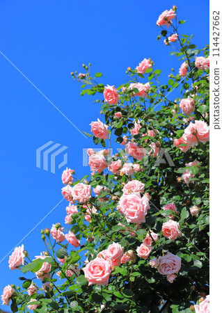 Seiwabara Park Aoi, Adachi-ku, Tokyo 114427662