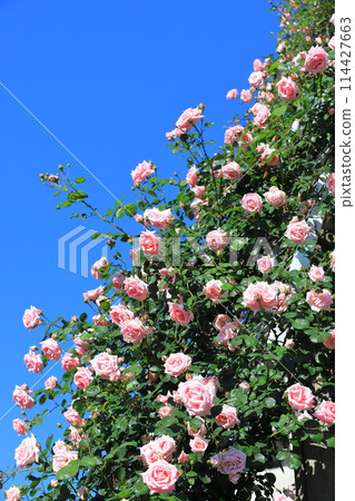 Seiwabara Park Aoi, Adachi-ku, Tokyo Seiwabara Park Aoi, Adachi-ku, Tokyo 114427663