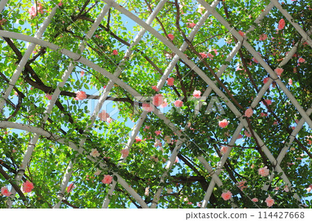 東京都足立區青瓦原公園葵 東京都足立區青瓦原公園葵 114427668