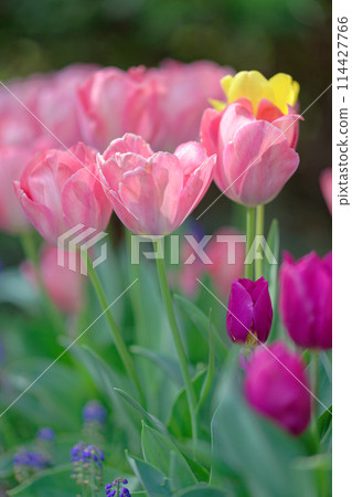 Tulips (May 2024) Tulips (May 2024) 114427766