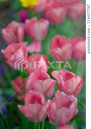Tulips (May 2024) Tulips (May 2024) 114427767