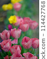 Tulips (May 2024) 114427768