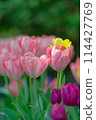 Tulips (May 2024) 114427769