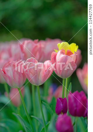 Tulips (May 2024) 114427769