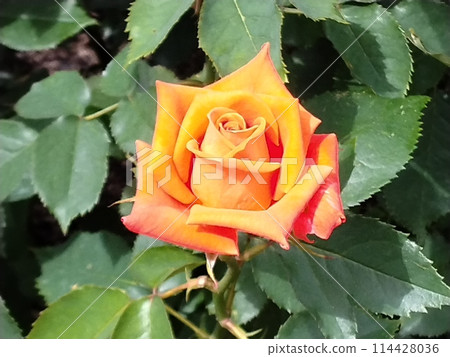 春天盛開的玫瑰 春天的玫瑰園 114428036